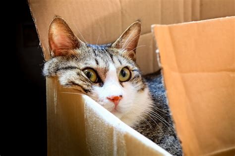 Is Books a Million Going Out of Business? And Why Do Cats Love Cardboard Boxes?